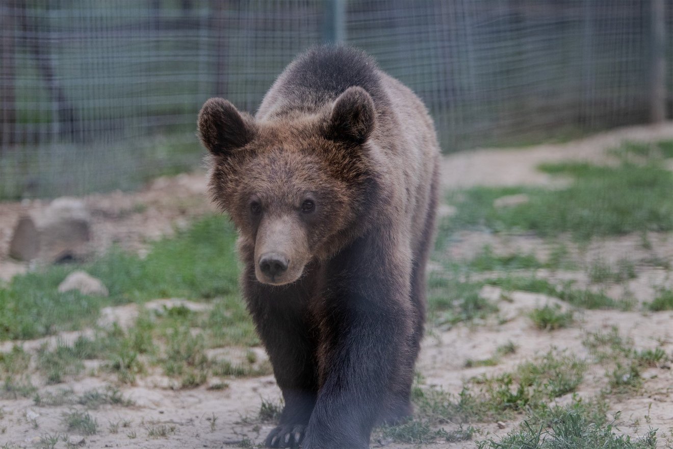 Björnreservatet Libearty 20 år: en milstolpe för djurvälfärd och systemförändring