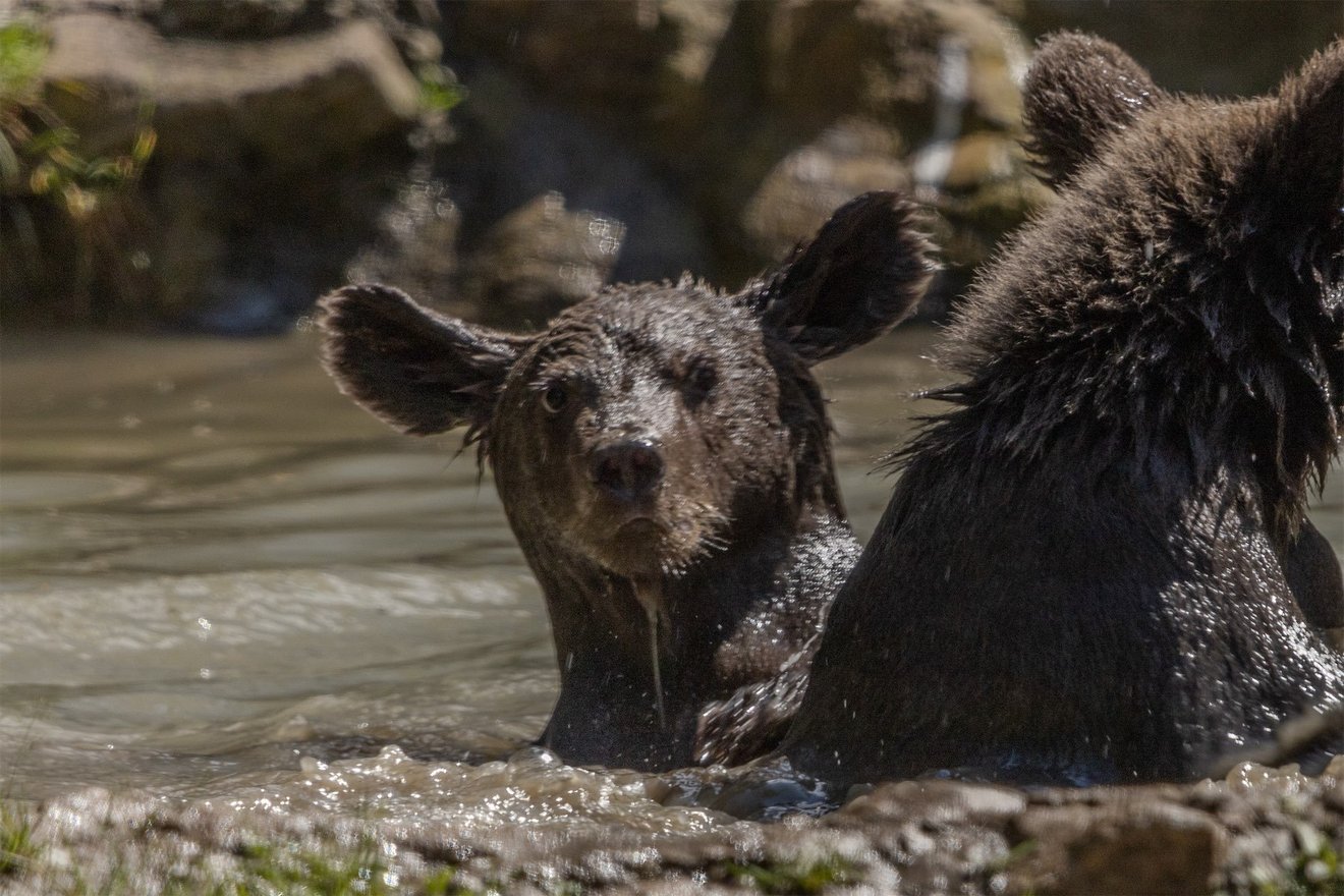 Libearty: 20 års arbete för björnar i Rumänien