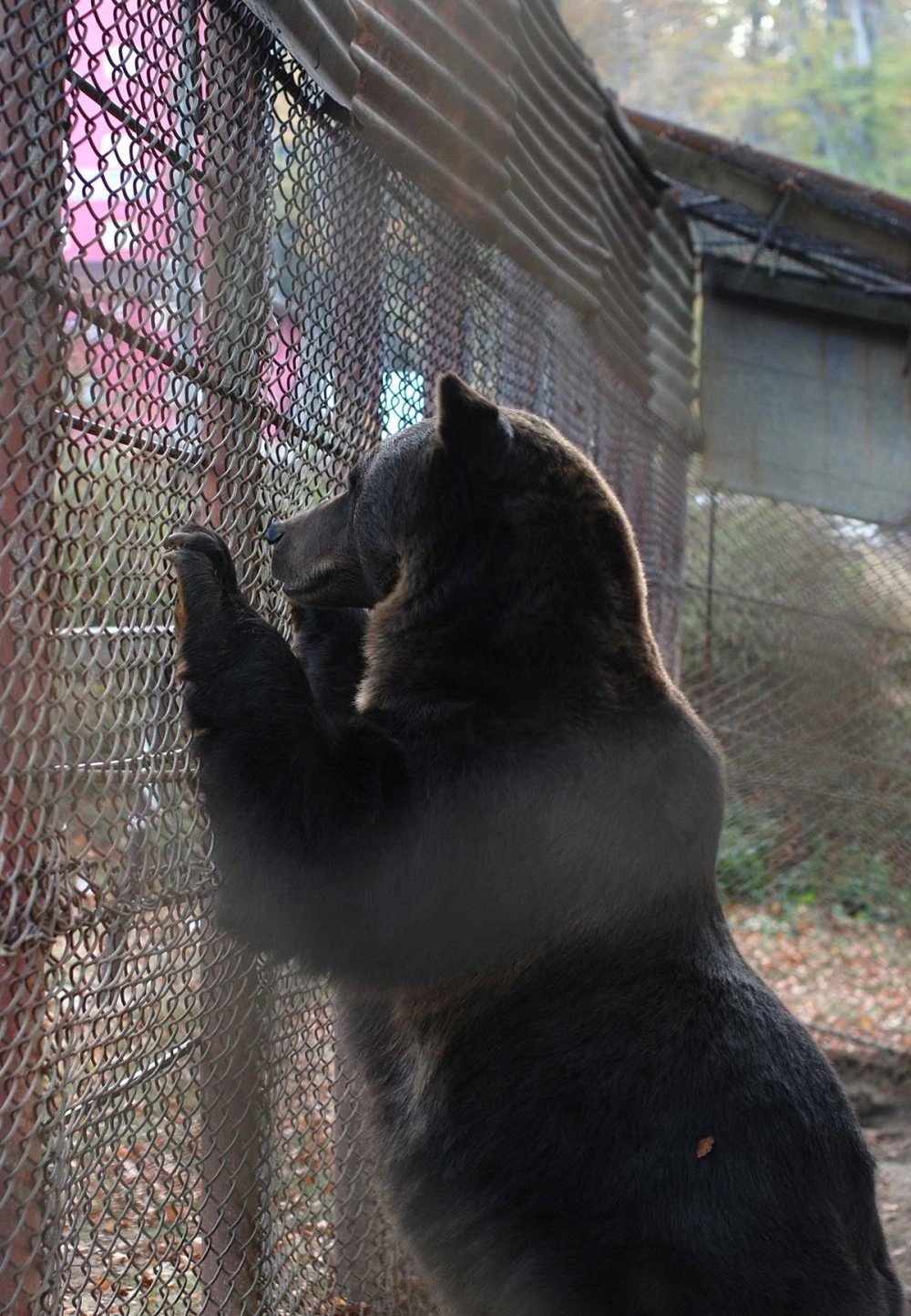 Baloo