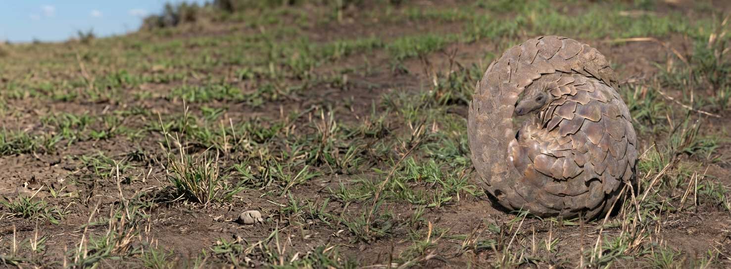 Rädda myrkottar här