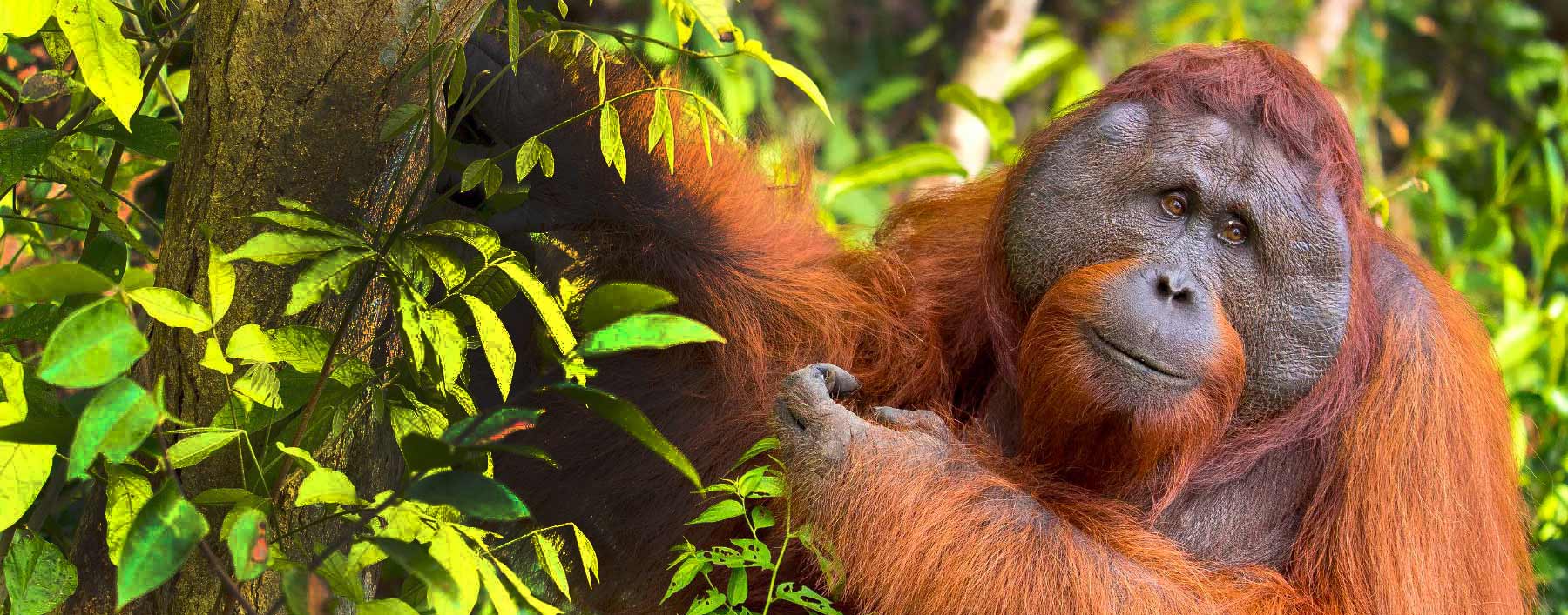 Du kan ge fler orangutangungar som Chocolate en andra chans och ett liv i frihet.