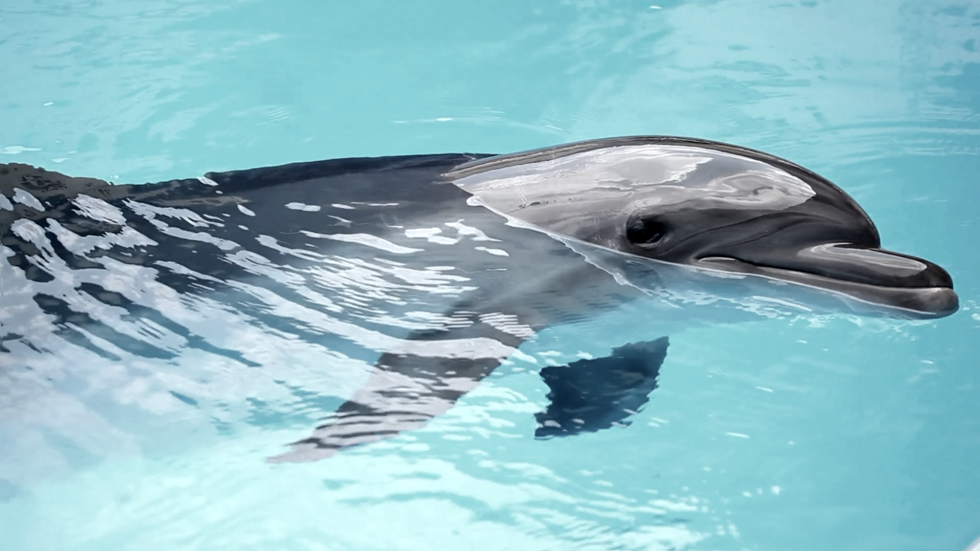 Delfin i en bassäng