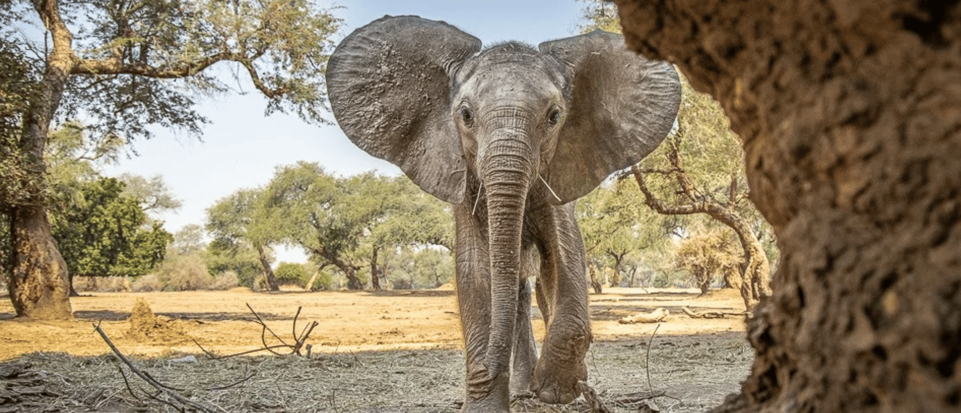 Elefant som är fri i det vilda