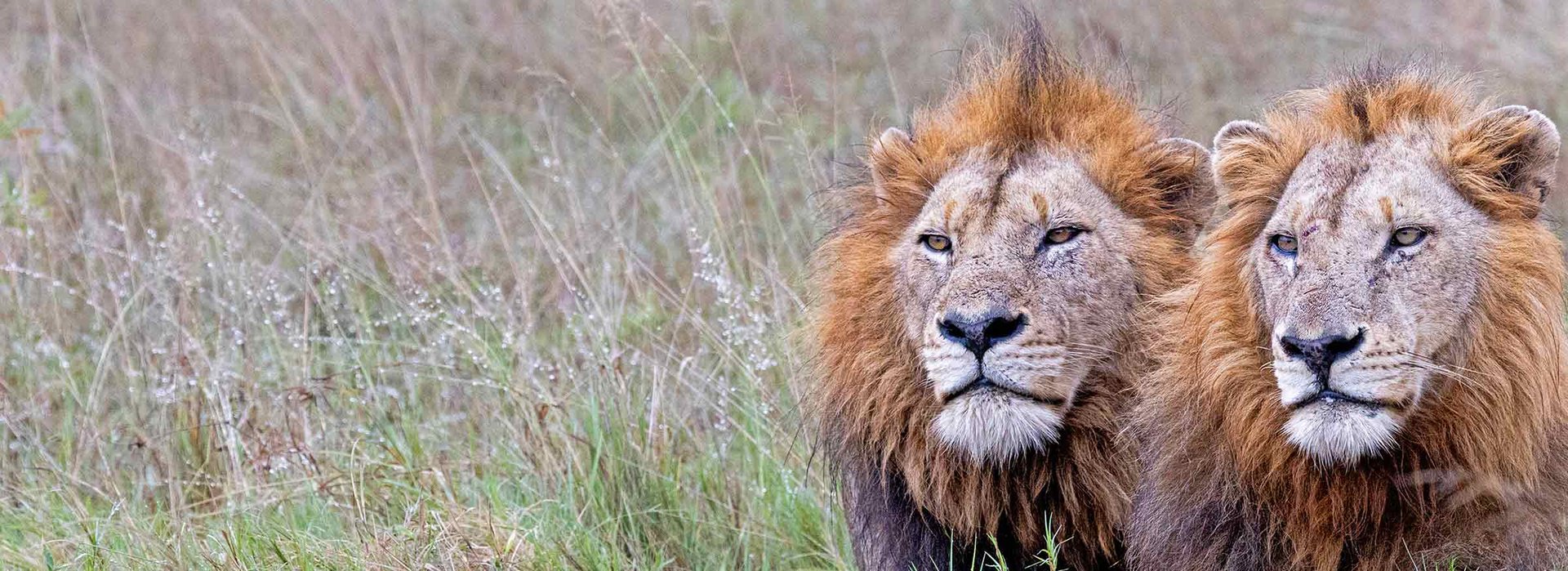 Hero licensed to worldanimalprotection.se