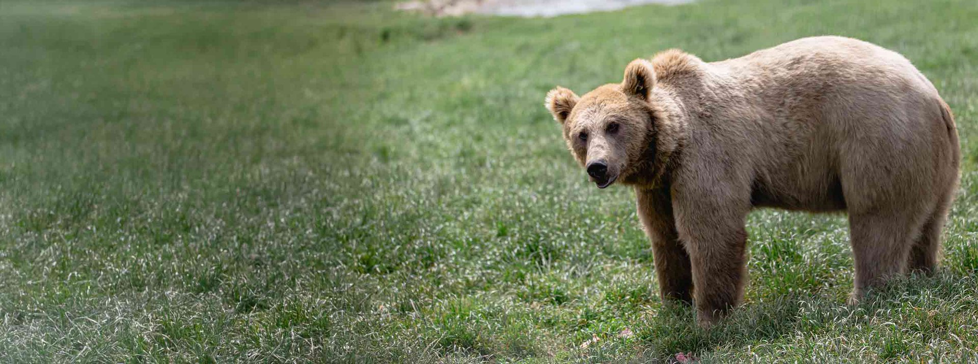 World Animal Protection är en global djurskyddsorganisation