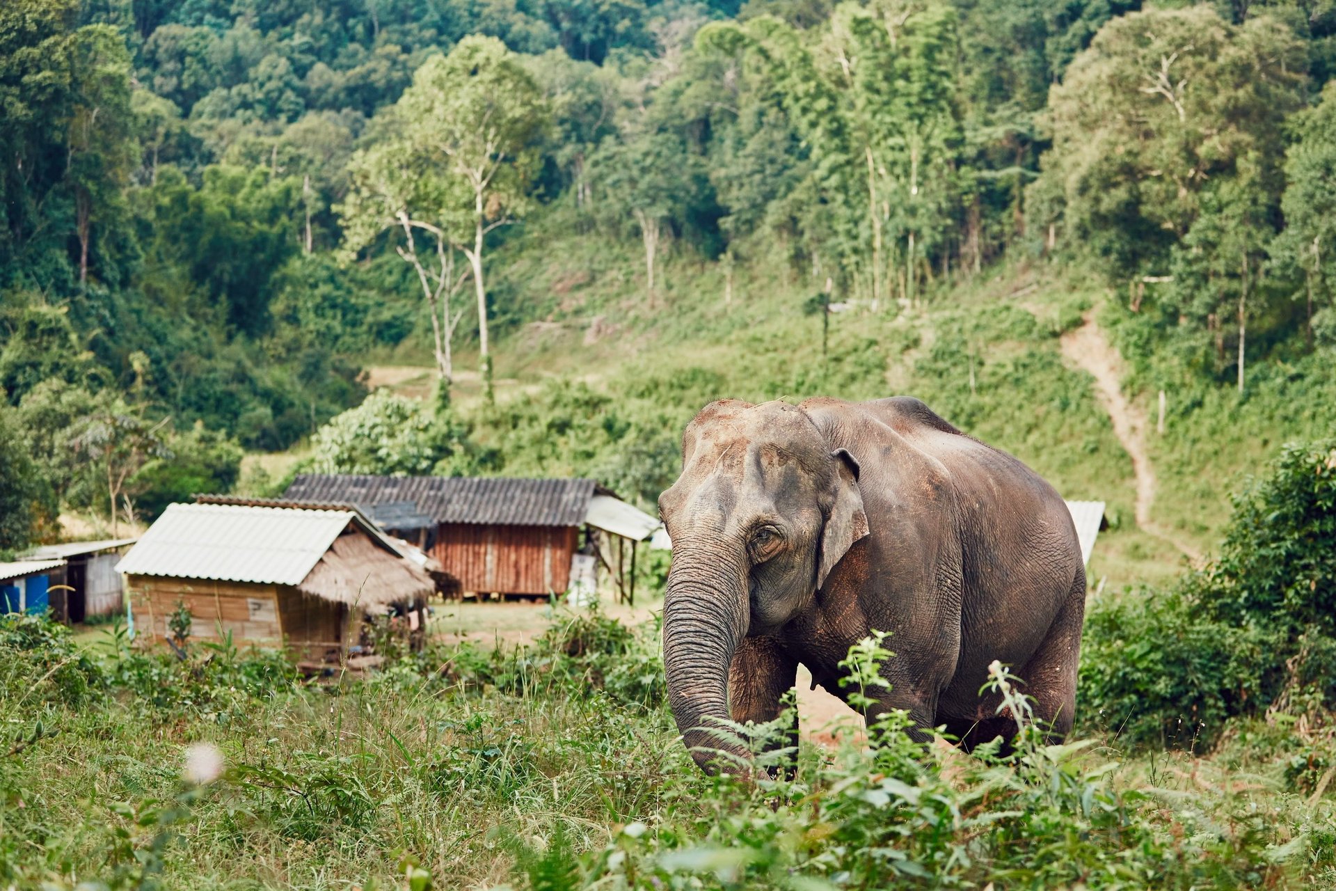 Asian elephant in Chiang Mai