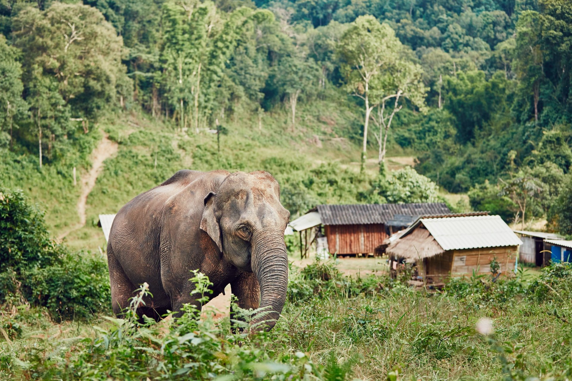 Asian elephant near small village in Chiang Mai Province, Thailand.