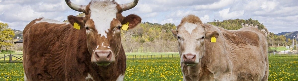 Djurvälfärd för en hållbar planet