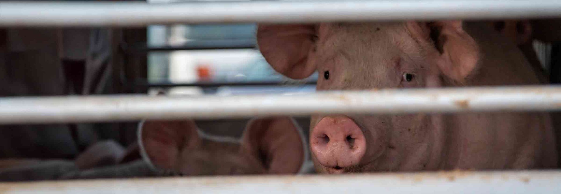 World Animal Protection Sverige