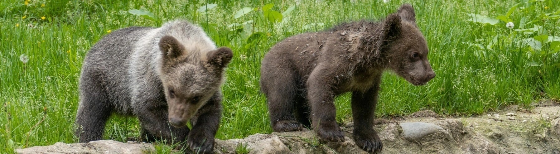 En testamentsgåva / testaments till World Animal Protection är en gåva till de djur som lever i utsatthet och lidande.