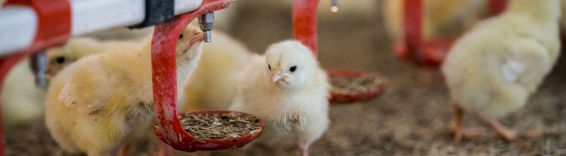Kycklingar i köttindustrin