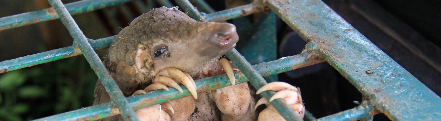 Att människor tar vilda djur från deras naturliga livsmiljöer i naturen och gör dem till handelsvaror ökar risken för zoonoser, det vill säga sjukdomar som kan överföras mellan djur och människor.