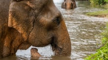 Elefant i vattnet
