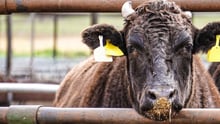 Maydan Feedlot, Queensland, Australia