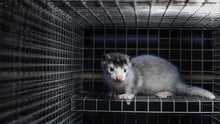 Mink fur farm