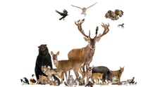 75-årsjubileum för World Animal Protection
