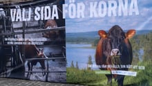 Riksdagen fick 165 000  namn för att kor ska få beta - Foto: Roger Pettersson