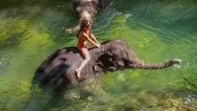 Elefant dödade turist