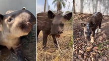 Bränder i Brasilien: Hur du hjälper tapiren Melancia att återhämta sig