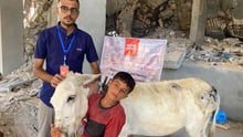 Veterinären Ayed hjälper krigsdrabbade djur i Gaza