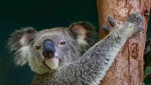 Viktiga framgångar för Australiens koalor