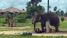 Indonesien säger nej till elefantridning