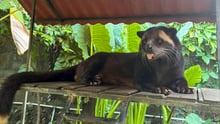 Palmmård Kopi Luwak-anläggning