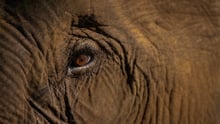 World Animal Protection Sverige - Elefanter är vilda djur som  hör hemma i naturen - Foto: Tom Svensson