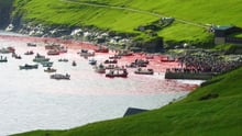 Grind - Faroe Islands
