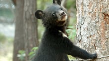 Moonbears like this cub, pictured at the Endangered Species Preservation Centre in South Korea, are commonly used in Asia for their bile.