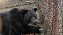 Baloo