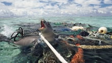 Munksäl fångas i övergivna fiskeredskap, Stilla havet