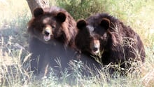 Two bears at BRC's Balkasar Sanctuary in Pakistan, which is part funded by World Animal Protection