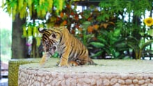 Tiger i fångenskap 