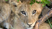 Lejonunge på Kruger nationalpark i Sydafrika