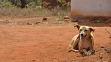 A dog in Kenya who has just been vaccinated against rabies