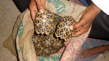 Unga stjärnsköldpaddor packas i säckar för att smugglas ut ur Indien. 