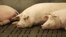Pigs lying down at Dexing Farm near Shantou city in Guangdong Province