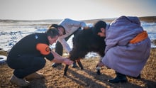 Katastrofhjälp åt djuren i Argentina och Mongoliet