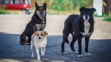 1.000-2.000 hunde, katte og andre dyr kan hver år få hjælp på den dyrlægeklinik, vi er med til at finansiere i Rumænien.