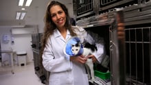Hundrädda veterinären räddar Rios djur