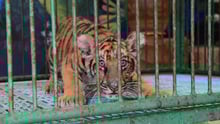 A captive tiger cub at Sri Racha Tiger Zoo, Thailand