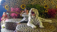 Tigerungar misshandlas och utnyttjas för att underhålla turister