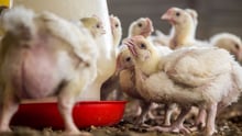 Meat chickens in an indoor, deep-litter farming system - World Animal Protection