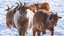 Ännu en våldsam vinter hotar Mongoliets djur