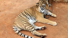 tiger at tiger temple - World Animal Protection - Wildlife. Not entertainers