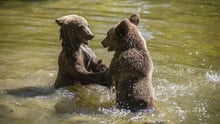 Björnar leker i vatten