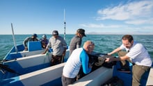 Hope for vaquitas