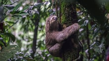 Colombia: Se när sengångaren Chocoanita får återvända till naturen