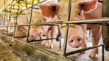 Afrikanska svinpesten har dödat över en miljon grisar i Kina